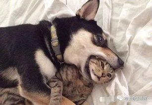 狗子爆料周冬雨视频大全,揭秘明星幕后趣事